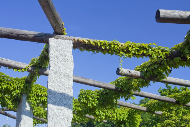 Dřevěná pergola s kamennými sloupy pokrytá zeleným plíživým keřem.